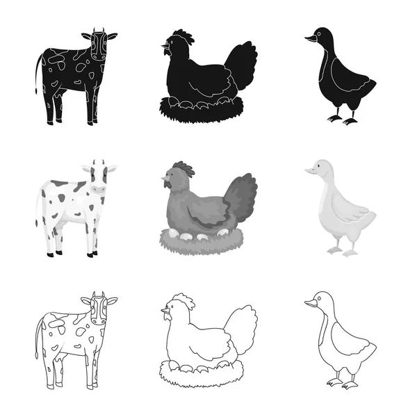 Objet isolé de reproduction et symbole de cuisine. Ensemble d'illustration vectorielle de l'élevage et du bétail biologique . — Image vectorielle