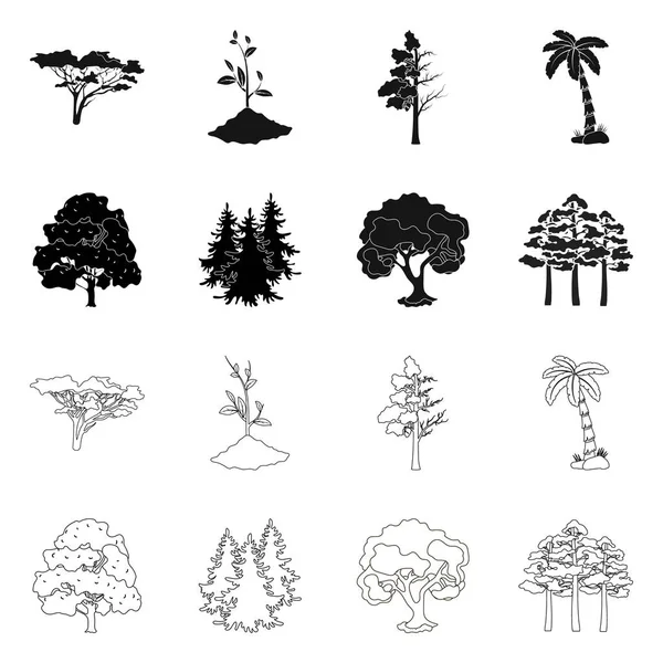 Geïsoleerde object van boom en forest symbool. Verzameling van boom en groene vector pictogram voor voorraad. — Stockvector