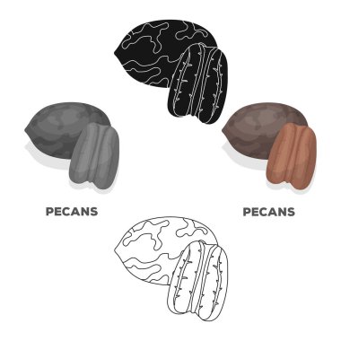 Pecans.Karikatür fındık tek simge farklı türde, siyah tarzı vektör sembolü stok illüstrasyon.