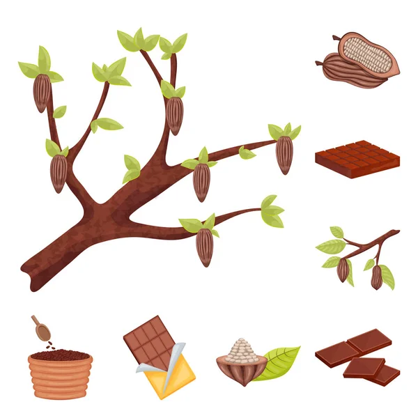 Vektor design av kakao och bönor tecken. Insamling av kakao och sötma vektor ikon för lager. — Stock vektor