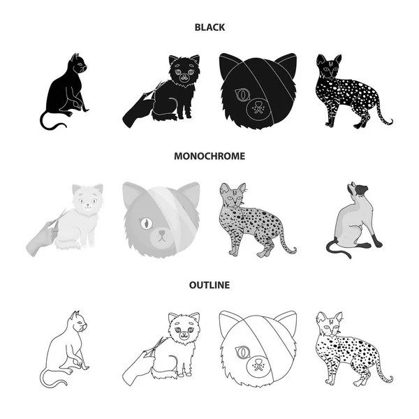 Geïsoleerde object van pet en sphynx pictogram. Collectie van huisdier en leuke voorraad illustratie vector. — Stockvector