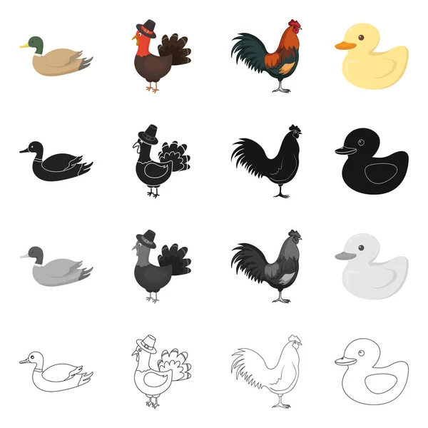 Diseño vectorial de icono divertido y avícola. Colección de divertido y agrícola símbolo de stock para la web . — Archivo Imágenes Vectoriales