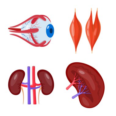 Anatomi ve organ simge vektör Illustration. Anatomi ve tıbbi hisse senedi vektör çizim koleksiyonu.