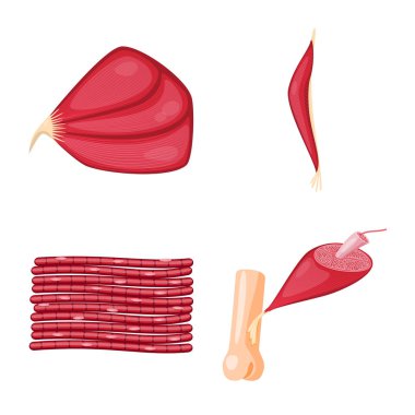 Kas ve hücreleri simge vektör Illustration. Kas ve anatomi hisse senedi simgesi için web topluluğu.