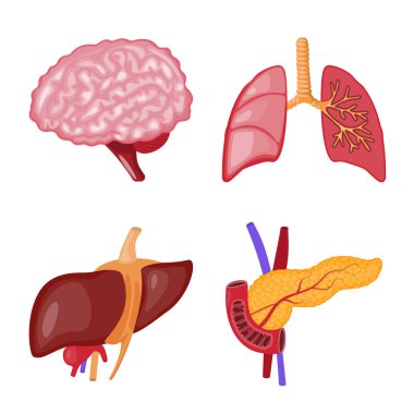 Anatomi ve organ sembolü yalıtılmış nesne. Anatomi ve tıbbi hisse senedi vektör çizim koleksiyonu.