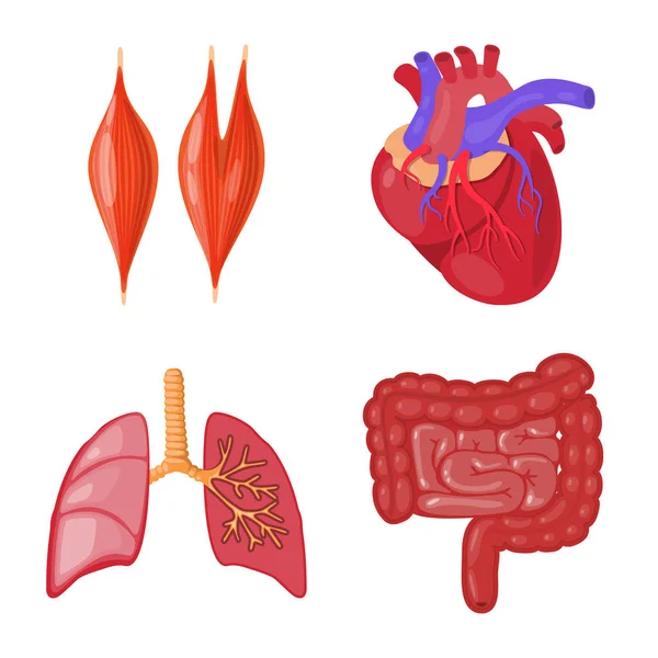 Isoliertes Objekt der Anatomie und Organsymbol. Sammlung von Anatomie und medizinischer Stammvektorillustration. — Stockvektor