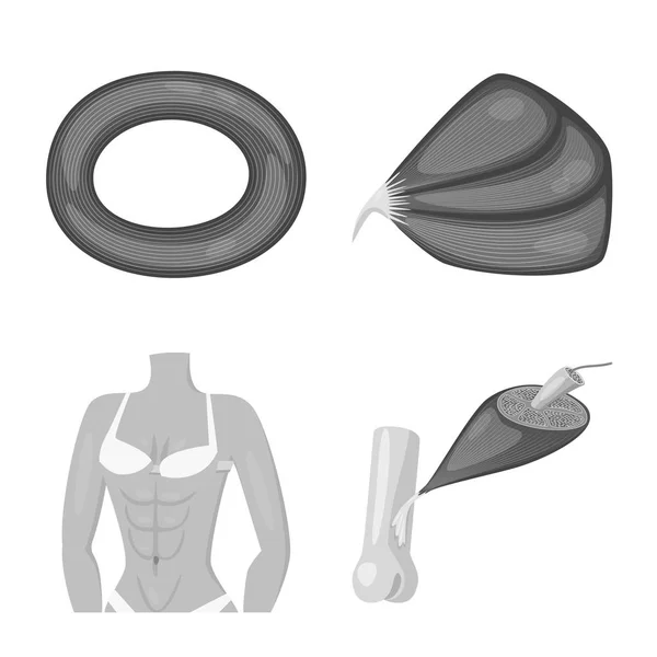 Desenho vetorial do símbolo humano e do corpo. Coleção de humano e células vetor ícone para estoque . —  Vetores de Stock