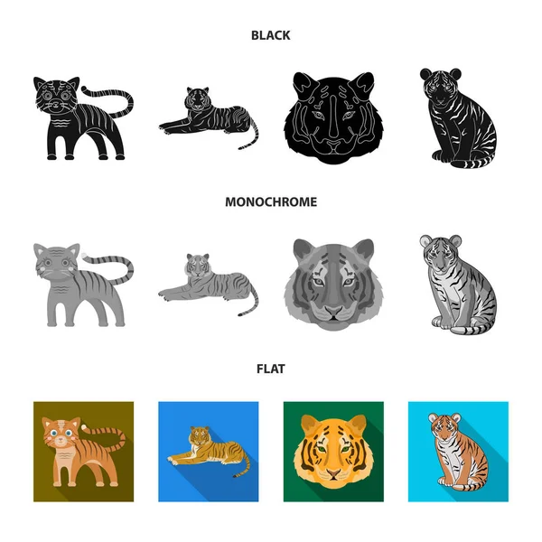 Diseño vectorial de tigre y símbolo asiático. Colección de tigre y tatuaje stock vector ilustración . — Archivo Imágenes Vectoriales