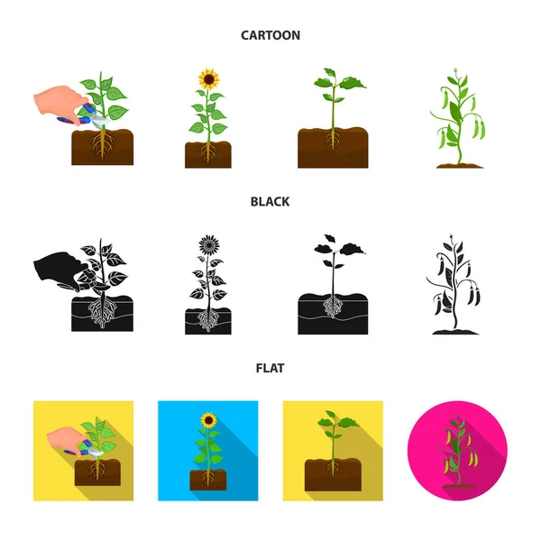 Növény- és bean szimbólum izolált tárgya. A növény és a folyamat vektor ikon készlet készlet. — Stock Vector