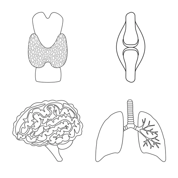 Izolovaný předmět anatomické a orgánové ikony. Sbírka anatomie a lékařské vektorové ikony pro populaci. — Stockový vektor