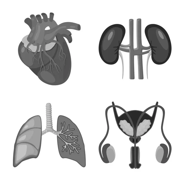 การออกแบบเวกเตอร์ของไอคอนภายในและทางการแพทย์ คอลเลกชันของสัญลักษณ์หุ้นภายในและสุขภาพสําหรับเว็บ . — ภาพเวกเตอร์สต็อก