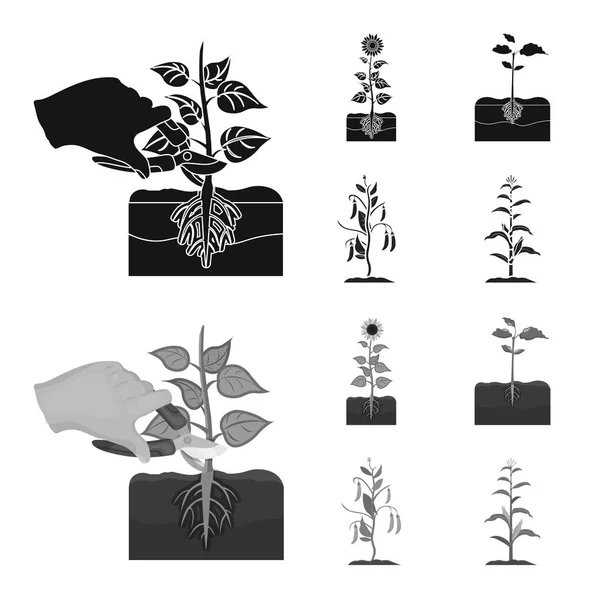 Векторное проектирование иконы растений и бобов. Сбор иконки растительного и технологического вектора для склада . — стоковый вектор