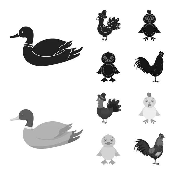 Ilustração vetorial do ícone engraçado e avícola. Coleção de engraçado e símbolo de estoque agrícola para web . — Vetor de Stock