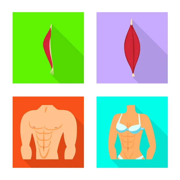 Ilustración vectorial del signo muscular y celular. Conjunto de icono de vector de músculo y anatomía para stock . — Vector de stock