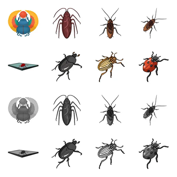 Isolated object of insect and beetle sign. Collection of insect and halloween stock symbol for web. — Stock Vector