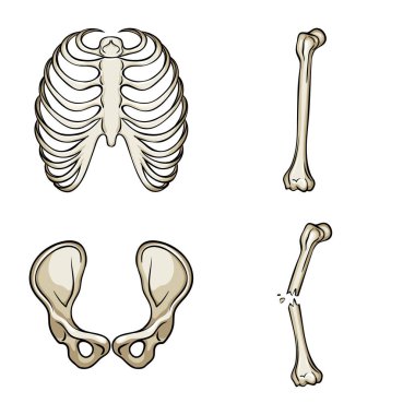 Kemik ve iskelet logosuvektör illüstrasyon. Kemik ve insan stok vektör illüstrasyon seti.