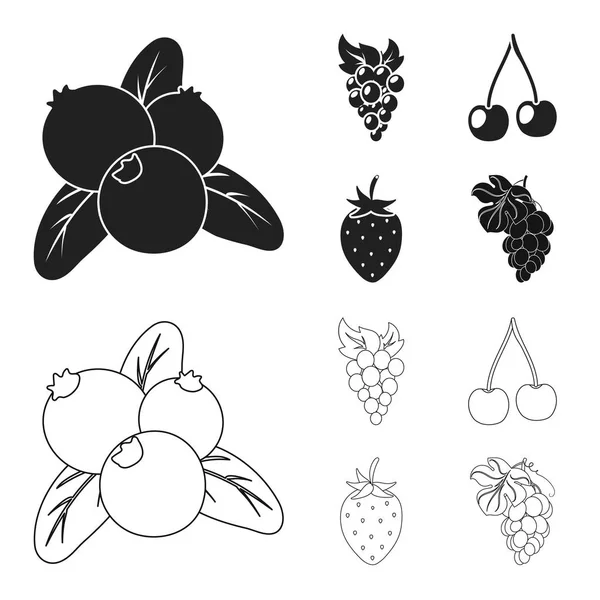 Objeto isolado de baga e ícone de frutas. Coleção de ícones vetoriais de baga e amora para estoque . — Vetor de Stock