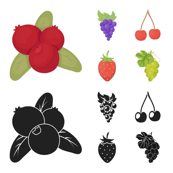 Objeto aislado de baya y símbolo de fruta. Conjunto de icono de vectores de bayas y bayas rojas para stock . — Vector de stock