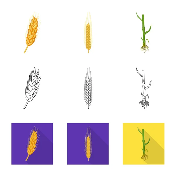 Diseño vectorial de la agricultura y signo agrícola. Colección de ilustración de vectores agrícolas y vegetales . — Vector de stock