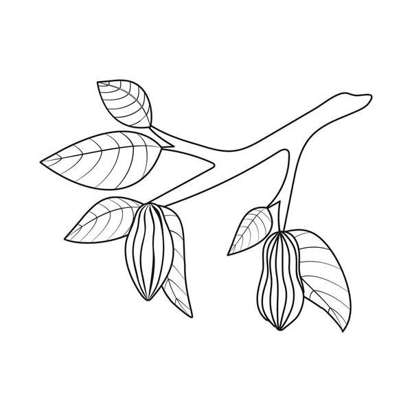 Illustrazione vettoriale dell'icona di albero e cioccolato. Set di icone vettoriali albero e piantagione per magazzino . — Vettoriale Stock