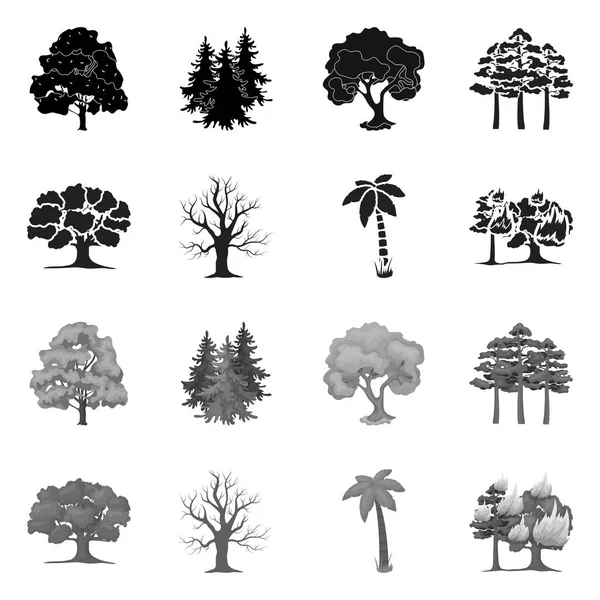 Ізольований об'єкт дерева та значок лісу. Набір значків дерева і зеленого вектора для запасів . — стоковий вектор