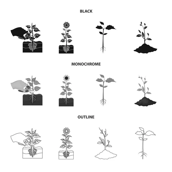 Векторная иллюстрация иконы растений и бобов. Сбор векторной иллюстрации растительного и технологического фонда . — стоковый вектор