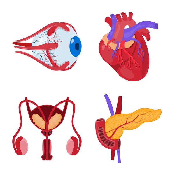 Design vettoriale dell'anatomia e del segno d'organo. Set di anatomia e illustrazione vettoriale stock medico . — Vettoriale Stock