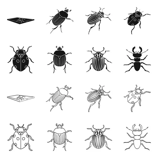 Isolated object of insect and beetle symbol. Set of insect and halloween stock vector illustration. — Stock Vector