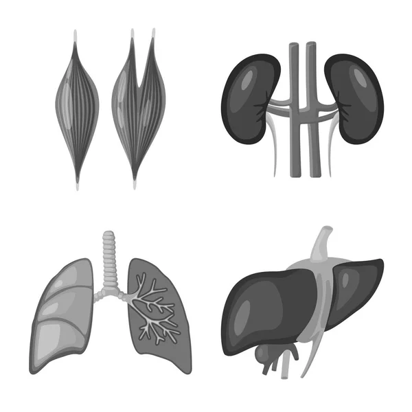 Illustration vectorielle du symbole interne et médical. Collection d'icônes vectorielles internes et de santé pour le stock . — Image vectorielle