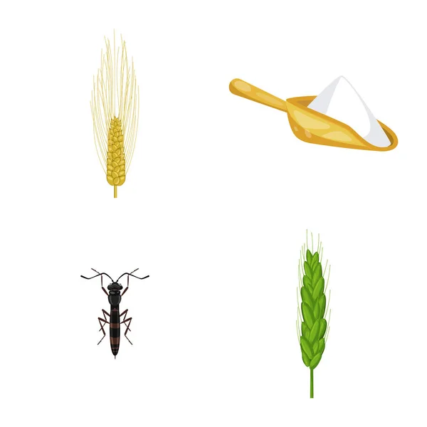 Векторная иллюстрация пшеницы и кукурузы. Набор векторных значков пшеницы и урожая для склада . — стоковый вектор