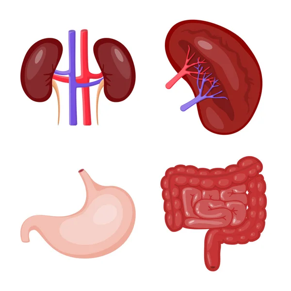 Objet isolé d'anatomie et symbole d'organe. Ensemble d'anatomie et illustration vectorielle de stock médical . — Image vectorielle