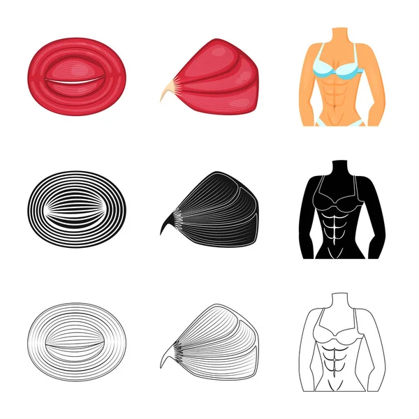 Diseño vectorial de fibra e icono muscular. Colección de fibra y cuerpo stock vector ilustración . — Vector de stock