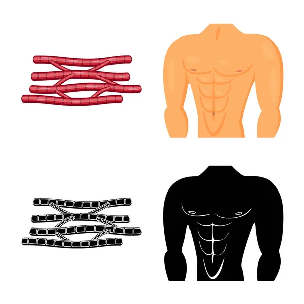 Objeto aislado de fibra e icono muscular. Colección de fibra y cuerpo stock vector ilustración . — Archivo Imágenes Vectoriales