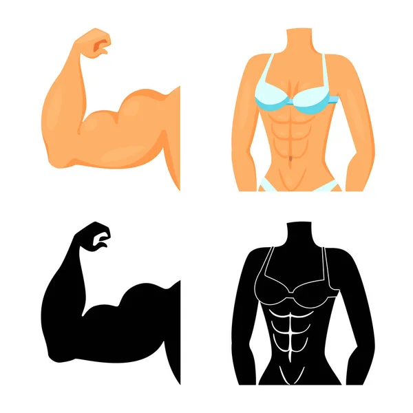 Ilustración vectorial de fibra y logo muscular. Conjunto de fibra y cuerpo stock vector ilustración . — Archivo Imágenes Vectoriales