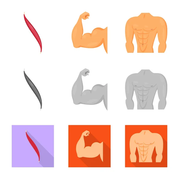 Векторная иллюстрация волокна и мышечного знака. Набор символов волокна и корпуса для паутины . — стоковый вектор