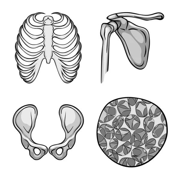 Ilustración vectorial de biología y logotipo médico. Conjunto de símbolo de stock de biología y esqueleto para web . — Archivo Imágenes Vectoriales