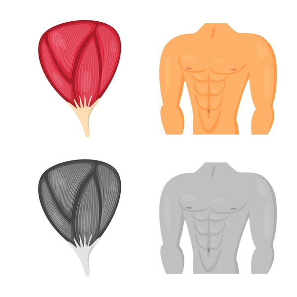 Diseño vectorial de fibra y símbolo muscular. Conjunto de fibra y cuerpo símbolo de stock para web . — Vector de stock