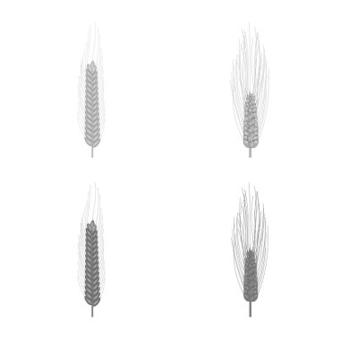 Çavdar ve bitki işareti izole nesne. Çavdar ve mısır stok vektör illüstrasyon koleksiyonu.