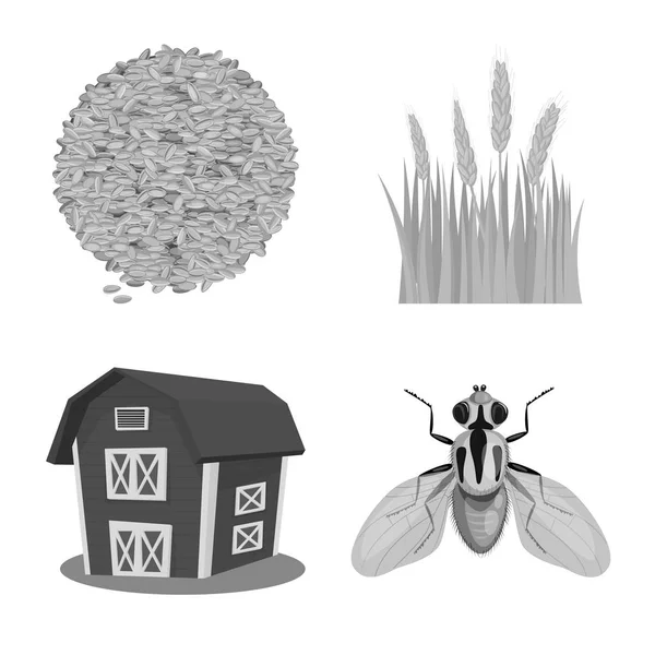 Çavdar ve bitki simgesinin izole nesnesi. Web için çavdar ve mısır stok sembolü seti.