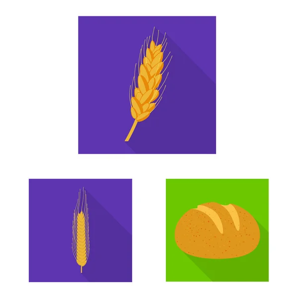 Diseño vectorial de trigo y maíz icono. Conjunto de ilustración de vectores de trigo y ganado de cosecha . — Archivo Imágenes Vectoriales