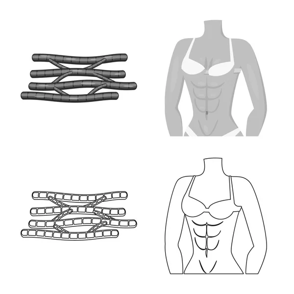 Ilustración vectorial de fibra y símbolo muscular. Colección de fibra y cuerpo icono vectorial para stock . — Vector de stock