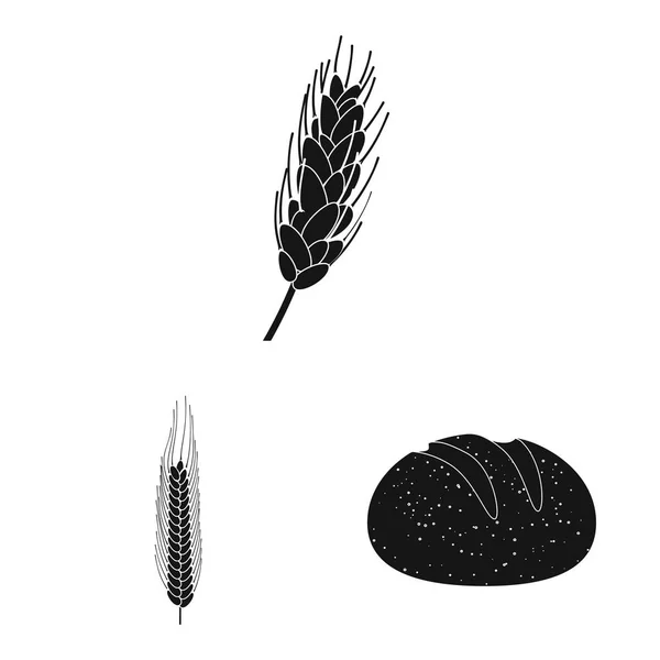 Projekt wektor ikona żyta i roślin. Zbiór żyta i kukurydzy symbol giełdowy dla sieci web. — Wektor stockowy