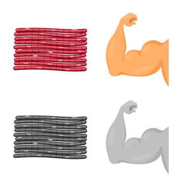 Vector design of fiber and muscular icon. Set of fiber and body stock vector illustration. clipart