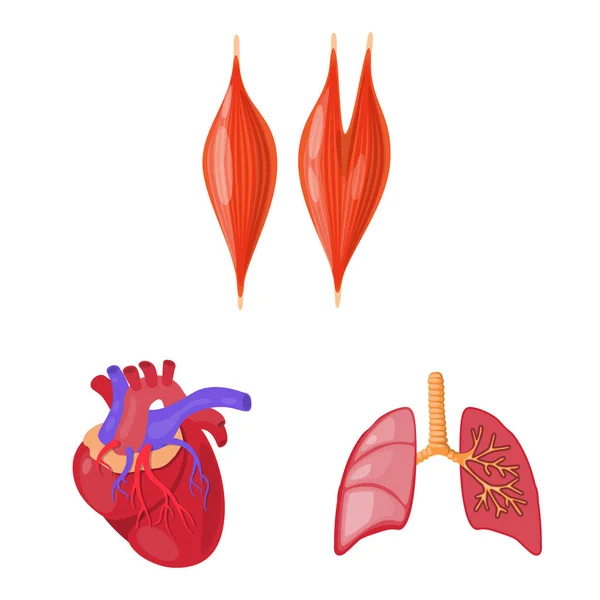 Vector illustration of anatomy and organ symbol. Set of anatomy and medical stock symbol for web.
