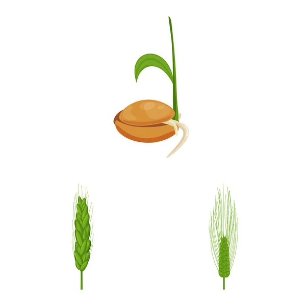 Vektorillustration av vete och majs symbol. Samling av vete och skörden aktiesymbol för webben. — Stock vektor