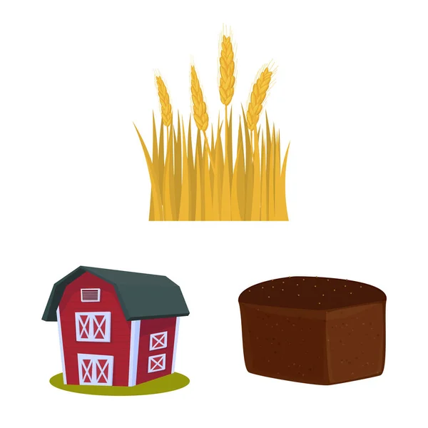 Isolierte Objekt von Weizen und Mais-Symbol. Sammlung von Weizen und Erntesymbol für das Web. — Stockvektor