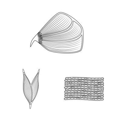 Lif ve kas simge vektör Illustration. Web için lif ve vücut hisse senedi simgesi kümesi.