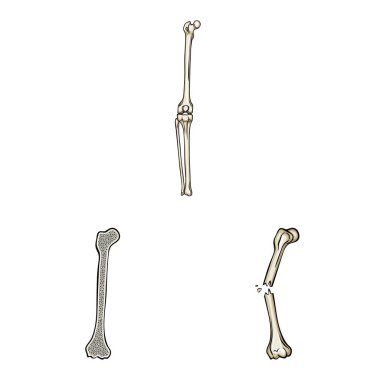 Kemik ve iskelet işareti vektör çizimi. Kemik ve insan stok vektör çizim.