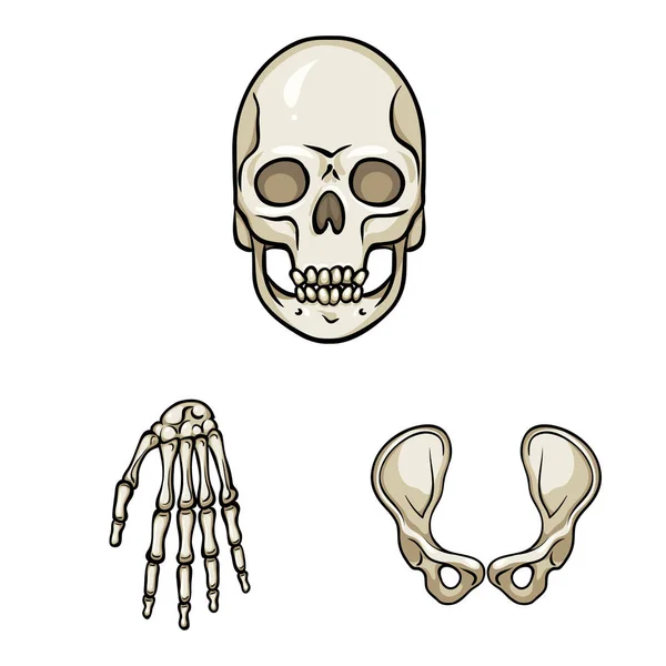 Diseño vectorial del signo óseo y esquelético. Conjunto de ilustración de vectores óseos y humanos . — Archivo Imágenes Vectoriales