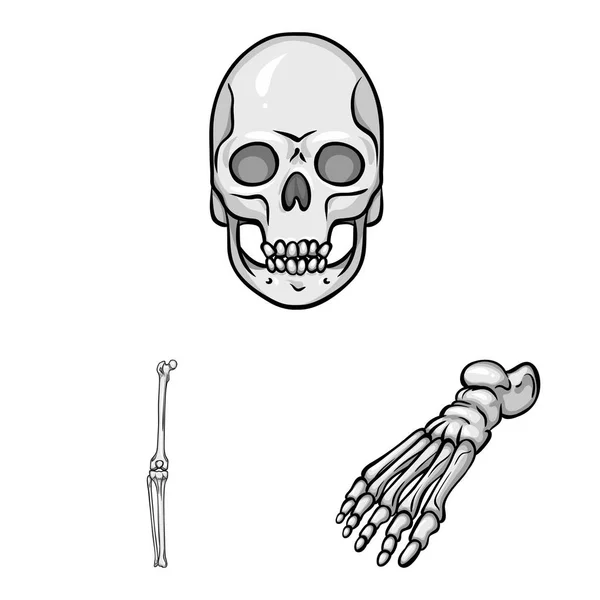 Illustration vectorielle de la biologie et symbole médical. Collection de biologie et squelette symbole stock pour le web . — Image vectorielle